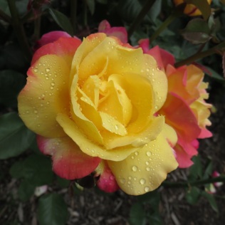 International Rose Test Garden Rose